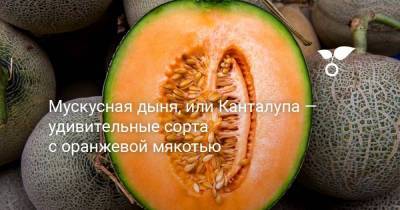 Мускусная дыня, или Канталупа — удивительные сорта с оранжевой мякотью - sadogorod.club