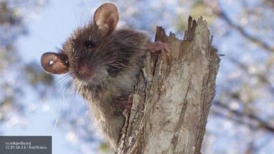 “Чипированные” крысы будут определять COVID-19 у людей по запаху - mur.tv - Великий Новгород
