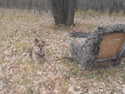 В Башкирии собаку привязали к креслу и бросили умирать - mur.tv - республика Башкирия - Стерлитамак