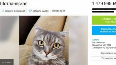 Кировчанин “наделил” кошку волшебством, чтобы продать за 1,5 млн рублей - mur.tv