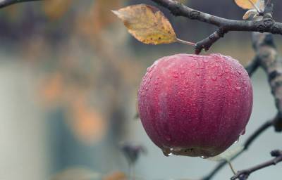 Как сохранить яблоки зимних сортов до весны? - sadogorod.club