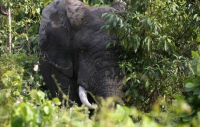 Ученые объявили о почти полном исчезновении слонов в Кот-д’Ивуаре - mur.tv - Кот Дивуар