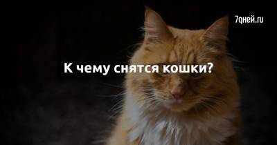 К чему снятся кошки? - 7days.ru