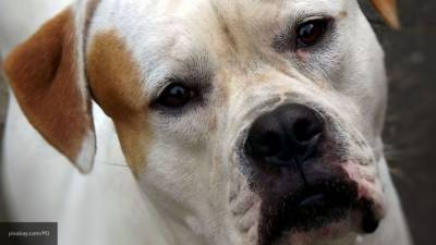 Ученые из Великобритании назвали самые болеющие породы собак - mur.tv - Англия