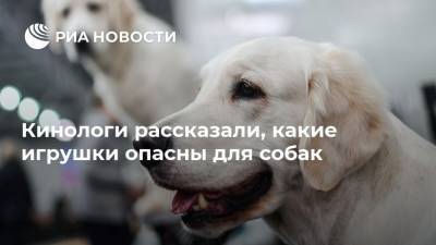 Кинологи рассказали, какие игрушки опасны для собак - mur.tv - Россия - Москва
