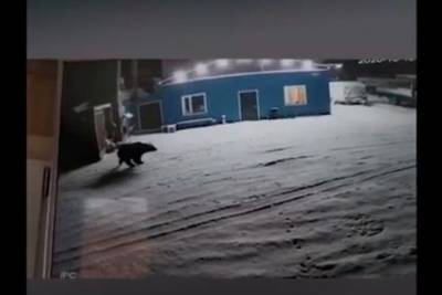 Охранная собака не заметила медведя, напугавшего жителей Магадана - mur.tv - Новосибирск - Магадан