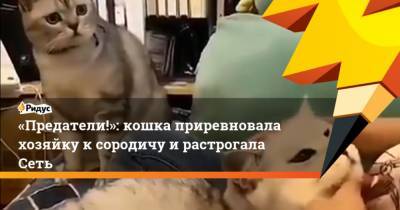 Предатели!: кошка приревновала хозяйку ксородичу ирастрогала Сеть - mur.tv