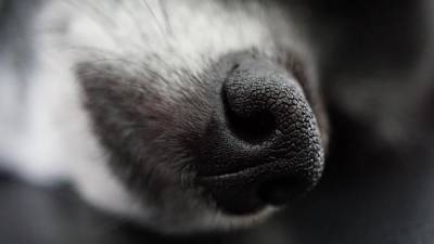 В Пулково могут начать работать собаки, распознающие больного коронавирусом по запаху - mur.tv - Санкт-Петербург