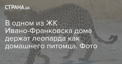 В одном из ЖК Ивано-Франковска дома держат леопарда как домашнего питомца. Фото - mur.tv - Россия - Киев - Ивано-Франковск