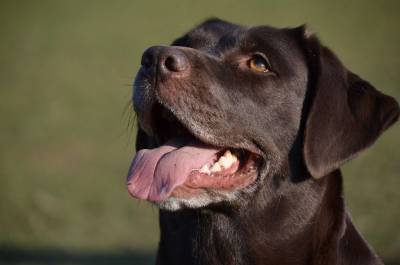 5 аспектов в содержании собак, на которые чаще всего не обращают внимания владельцы - mur.tv