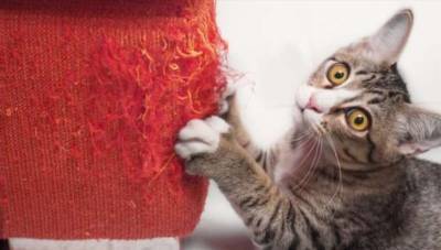 6 действенных способов отучить кота от вредной привычки точить когти о мебель - milayaya.ru