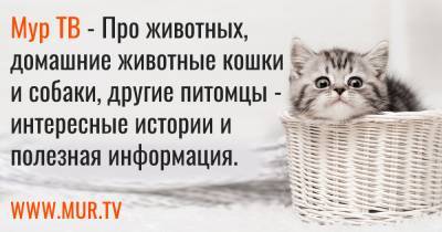 Что делать с котенком с улицы? - mur.tv
