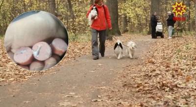 Чебоксарские владельцы собак бьют тревогу: “Раскладывают отравленные сосиски” - mur.tv