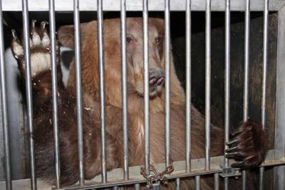 Медведи загрызли сотрудника зоопарка на глазах у посетителей - mur.tv - Китай - Шанхай
