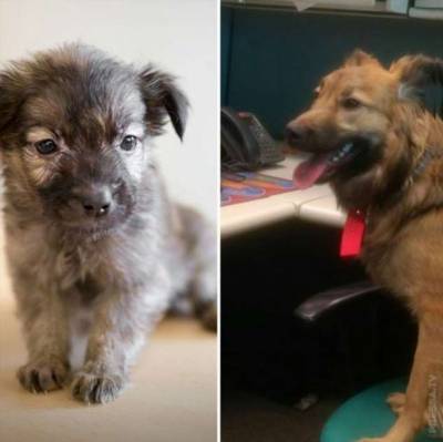 До и после: фотографии спасённых собак - chert-poberi.ru