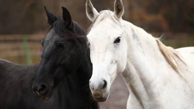 Бесхозные лошади терроризируют столицу Якутии видео - mur.tv - республика Саха - Якутск