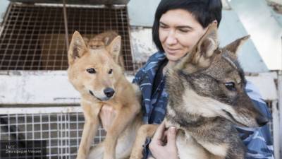 Собак в России научили распознавать заболевших коронавирусом людей - mur.tv - Россия