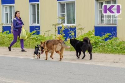 Полиция Воркуты зарегистрировала 36 фактов нападения собак на людей - mur.tv