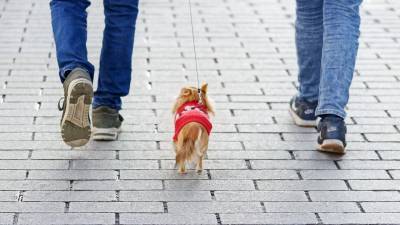 Откуда чаще всего крадут собак? - mur.tv - Россия