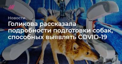 Голикова рассказала подробности подготовки собак, способных выявлять COVID-19 - mur.tv