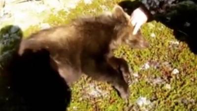 На Камчатке ради спасения медвежонка застрелили матерого косолапого - mur.tv