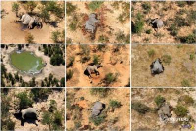 Разобрались с массовым мором слонов в Африке - chert-poberi.ru - Ботсвана