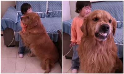 «Я тебя спасу»: собака защищает девочку от маминой ругани (6 фото + 1 видео) - chert-poberi.ru - Китай