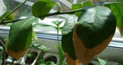 Что делать, если у комнатных растений зимой сохнут кончики листьев - lifehelper.one
