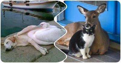 15 трогательных фото, показывающих дружбу животных - mur.tv