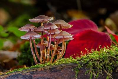 Как появились и развивались грибы на Земле? - lifehelper.one