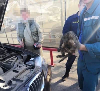 Ульяновские спасатели вытащили из-под капота автомобиля котёнка - mur.tv - Ульяновск