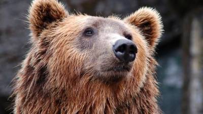В Китае на глазах у посетителей медведи растерзали сотрудника зоопарка - mur.tv - Китай