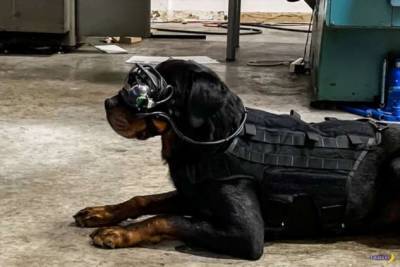 Кибер-собаки в Армии США - chert-poberi.ru - Сша