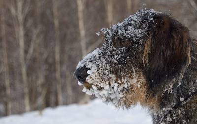Впереди зима: рассказываем, как защитить свою собаку - mur.tv
