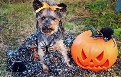 Впереди Хэллоуин: вашей собаке может быть страшно - mur.tv