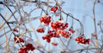 Пятна на снегу: 10 лучших растений для яркого зимнего сада - sadogorod.club - Китай