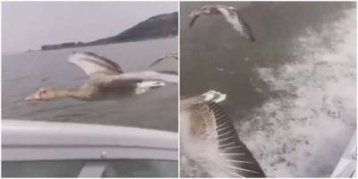 Целый клин гусей сопровождал лодку на озере - mur.tv