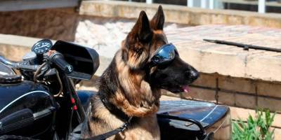 Военные собаки будут работать в очках виртуальной реальности - mur.tv - Сша