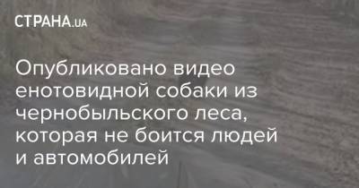 Опубликовано видео енотовидной собаки из чернобыльского леса, которая не боится людей и автомобилей - mur.tv