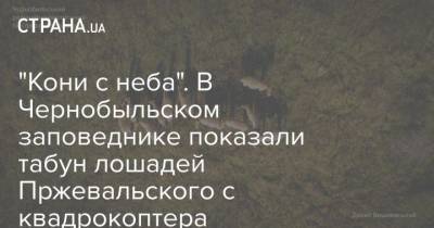 “Кони с неба”. В Чернобыльском заповеднике показали табун лошадей Пржевальского с квадрокоптера - mur.tv