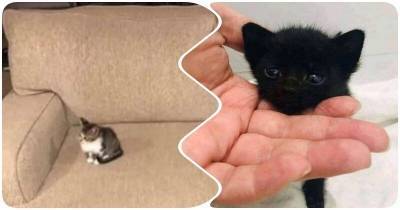 15 крошечных и беззащитных котят, которые умещаются в ладошке - mur.tv