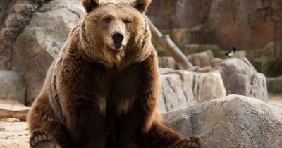 “Наша территория”: стая волков оттеснила любопытного медведя к лесу - mur.tv