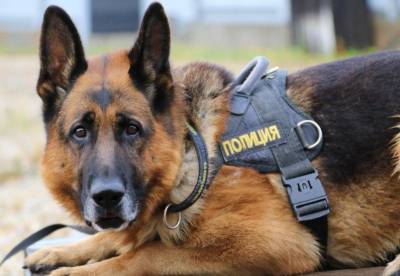 Служебная собака нашла потерявшегося в Корткеросском районе мужчину - mur.tv - Россия - республика Коми