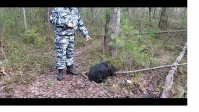 Видео: В Сургуте полицейская собака нашла 6 тайников с наркотиками - mur.tv - Россия - округ Югра - Сургут