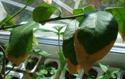 Что делать, если у комнатных растений зимой сохнут кончики листьев - milayaya.ru