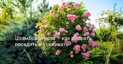 Штамбовая роза — как выбрать, посадить и ухаживать - sadogorod.club