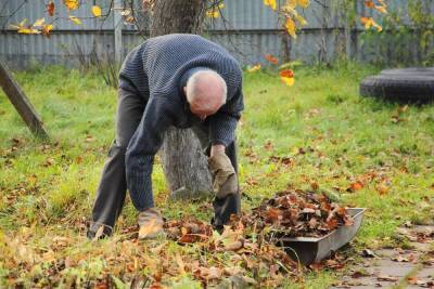 Нужно ли убирать из сада опавшие осенью листья? - sadogorod.club