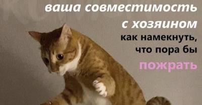 КУSЬMOPOLITAN: коты стали звездами обложек журнала о «тыгыдыке и Наташе» - wmj.ru