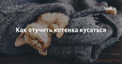 Как отучить котенка кусаться - 7days.ru
