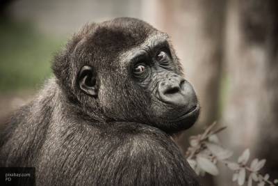 Ученые узнали, как шимпанзе выбирают себе друзей - mur.tv